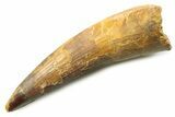 Fossil Spinosaurus Tooth - Real Dinosaur Tooth #357734-1